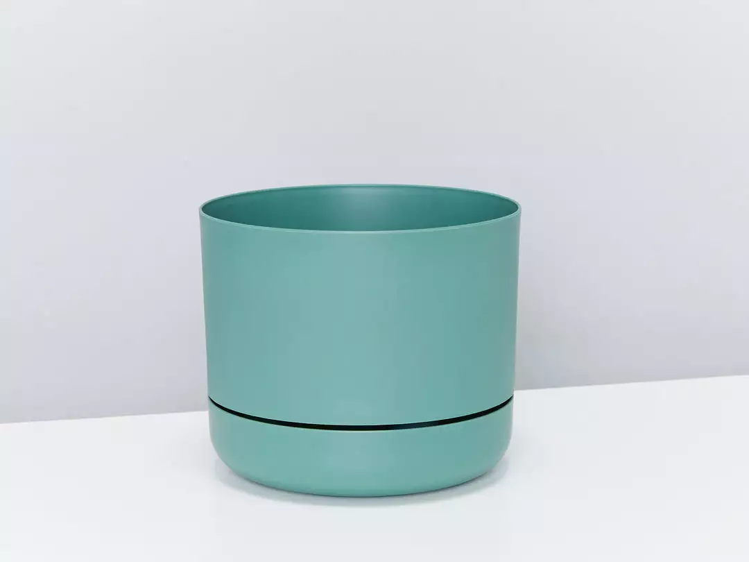 Indoor Garden Platycerium Bifurcatum 'Elkhorn Fern' - Pot + Plant 10 Indoor Garden Platycerium Bifurcatum 'Elkhorn Fern' - Pot + Plant