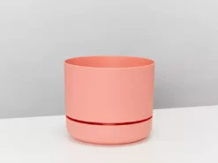 Indoor Garden Easy Care Plants Mr Kitly 4 Houseplants & 4 Pots