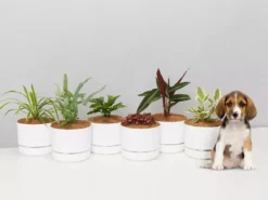 Indoor Garden Pet-friendly Indoor Plants Mr Kitly 6 Houseplants & 6 Pots - Pet-Friendly Edition