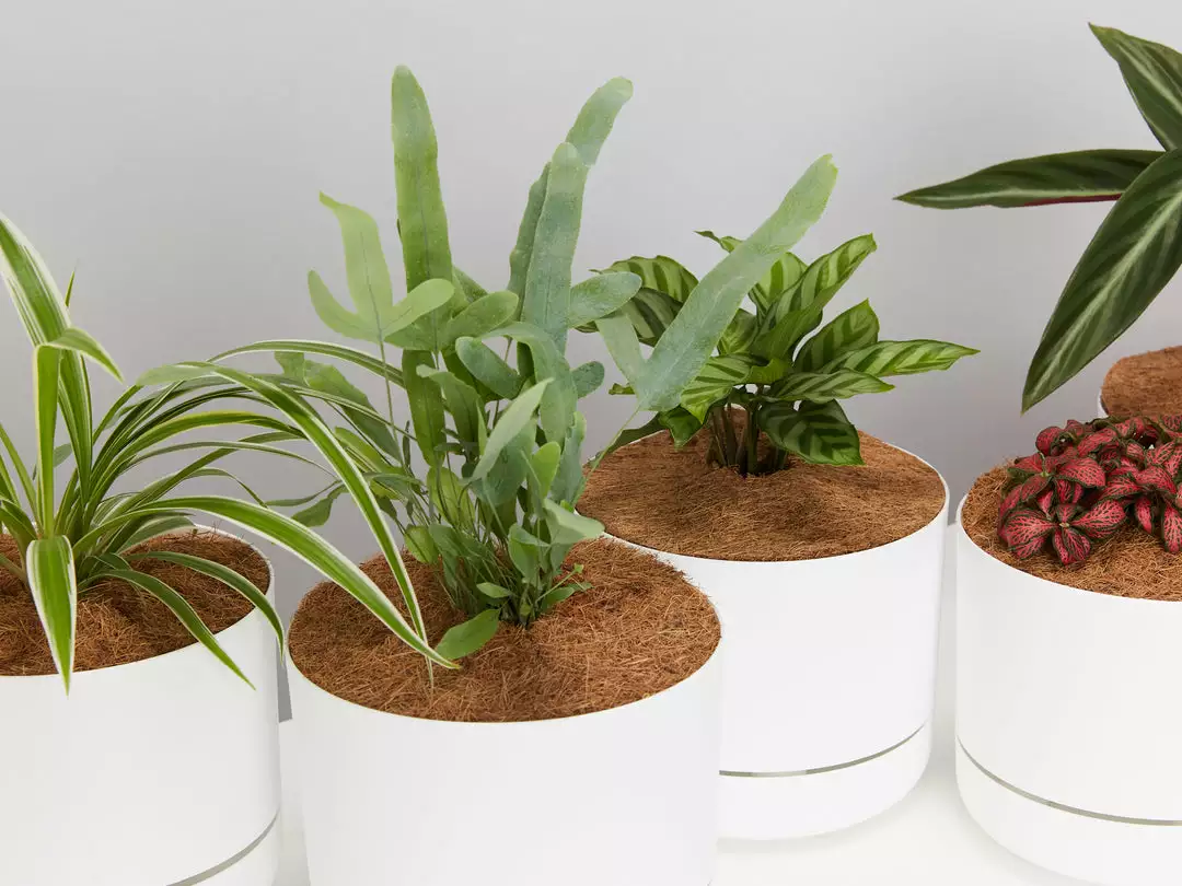 Indoor Garden Pet-friendly Indoor Plants Mr Kitly 6 Houseplants & 6 Pots - Pet-Friendly Edition 6 Indoor Garden Pet-friendly Indoor Plants Mr Kitly 6 Houseplants & 6 Pots - Pet-Friendly Edition