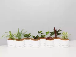 Indoor Garden Mr Kitly 8 Houseplants & 8 Pots - Pet-Friendly Edition Pet-friendly Indoor Plants