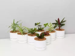 Indoor Garden Mr Kitly 8 Houseplants & 8 Pots - Pet-Friendly Edition Pet-friendly Indoor Plants