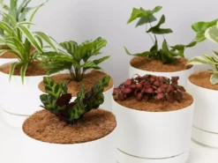 Indoor Garden Mr Kitly 8 Houseplants & 8 Pots - Pet-Friendly Edition Pet-friendly Indoor Plants