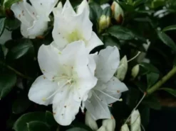 Shrubs Azalea Indica 'Mrs Kint White'