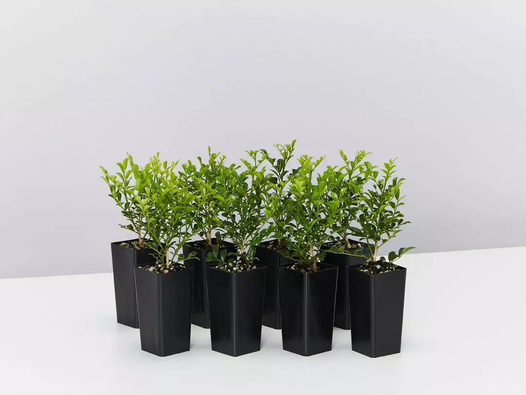 Hedge Murraya Min-a-Min Dwarf Hedging Pack 3 Hedge Murraya Min-a-Min Dwarf Hedging Pack