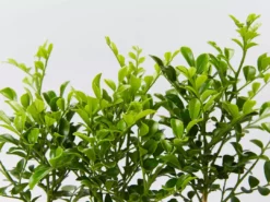 Hedge Murraya Min-a-Min Dwarf Hedging Pack 15 Hedge Murraya Min-a-Min Dwarf Hedging Pack