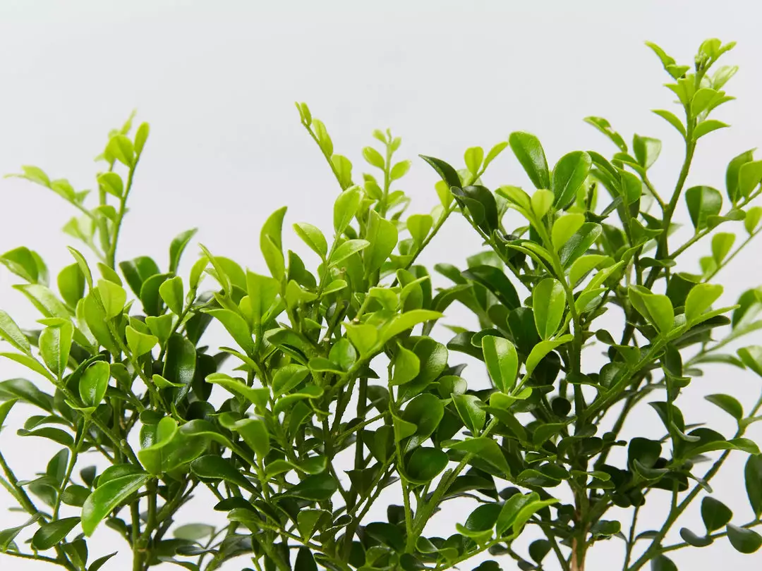 Hedge Murraya Min-a-Min Dwarf Hedging Pack 6 Hedge Murraya Min-a-Min Dwarf Hedging Pack