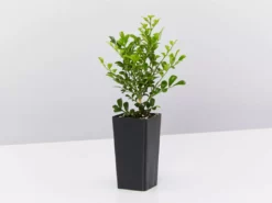 Hedge Murraya Min-a-Min Dwarf Hedging Pack 14 Hedge Murraya Min-a-Min Dwarf Hedging Pack