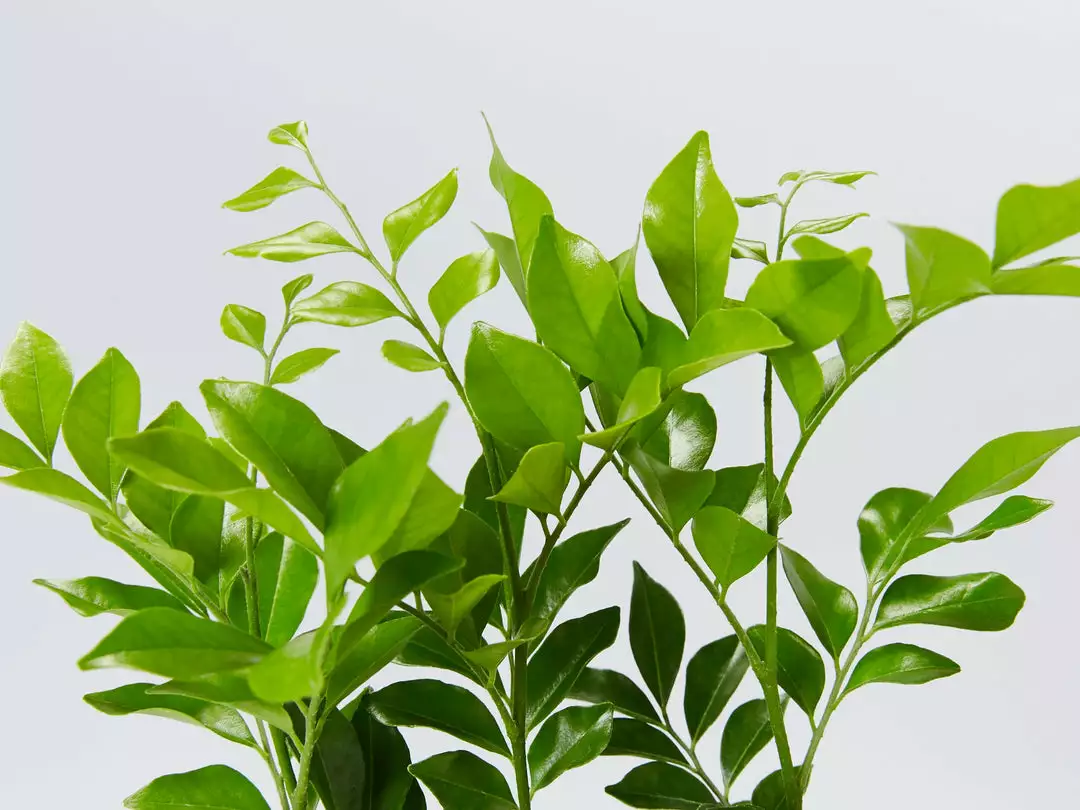 Shrubs Hedging Plants Murraya Paniculata Mock Orange 5 Shrubs Hedging Plants Murraya Paniculata Mock Orange