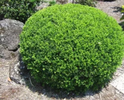 Hedge Murraya Min-a-Min Dwarf Hedging Pack 20 Hedge Murraya Min-a-Min Dwarf Hedging Pack