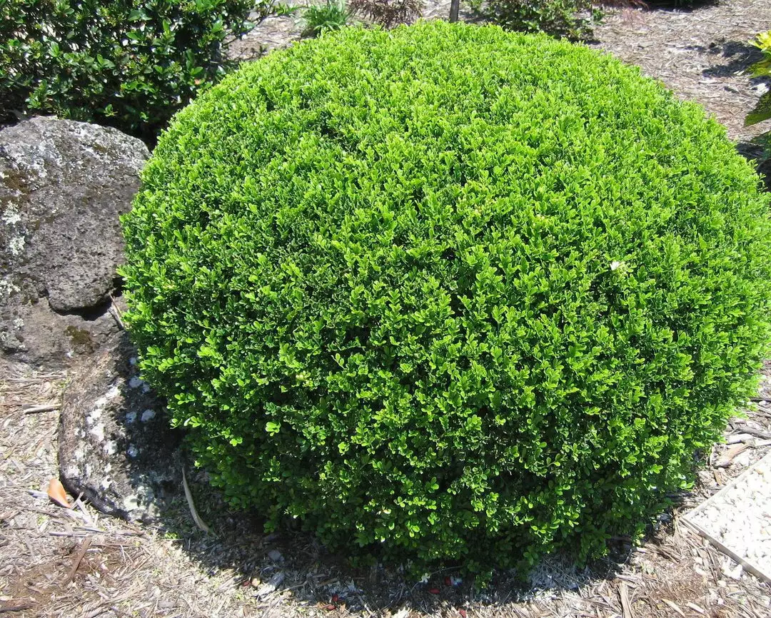 Hedge Murraya Min-a-Min Dwarf Hedging Pack 11 Hedge Murraya Min-a-Min Dwarf Hedging Pack