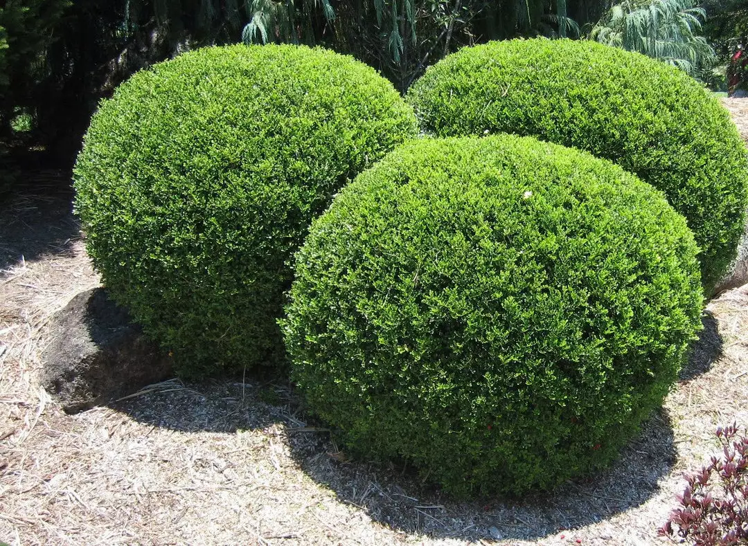 Hedge Murraya Min-a-Min Dwarf Hedging Pack 7 Hedge Murraya Min-a-Min Dwarf Hedging Pack