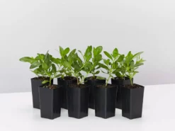 Shrubs Border Plants Myoporum Ellipticum