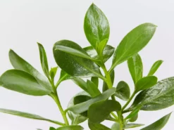 Shrubs Border Plants Myoporum Ellipticum