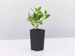 Shrubs Border Plants Myoporum Ellipticum