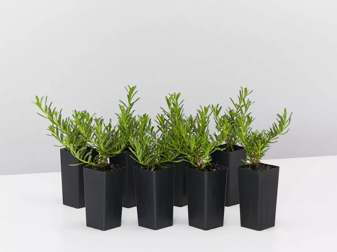 Ozbreed Myoporum Parvifolium Yareena Creeping Boobialla Groundcover Pack 3 Ozbreed Myoporum Parvifolium Yareena Creeping Boobialla Groundcover Pack