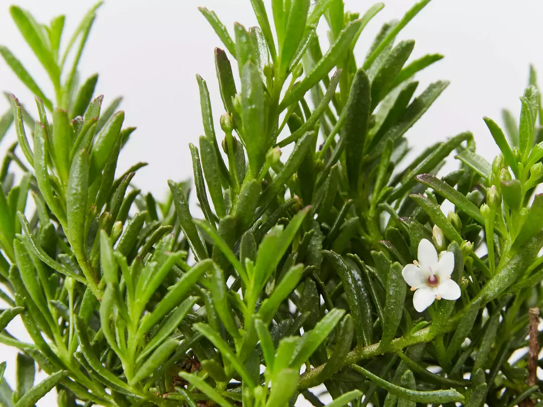 Ozbreed Myoporum Parvifolium Yareena Creeping Boobialla Groundcover Pack 5 Ozbreed Myoporum Parvifolium Yareena Creeping Boobialla Groundcover Pack