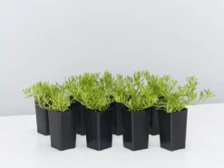 Shrubs Myoporum Parvifolium Broad Leaf Full Sun