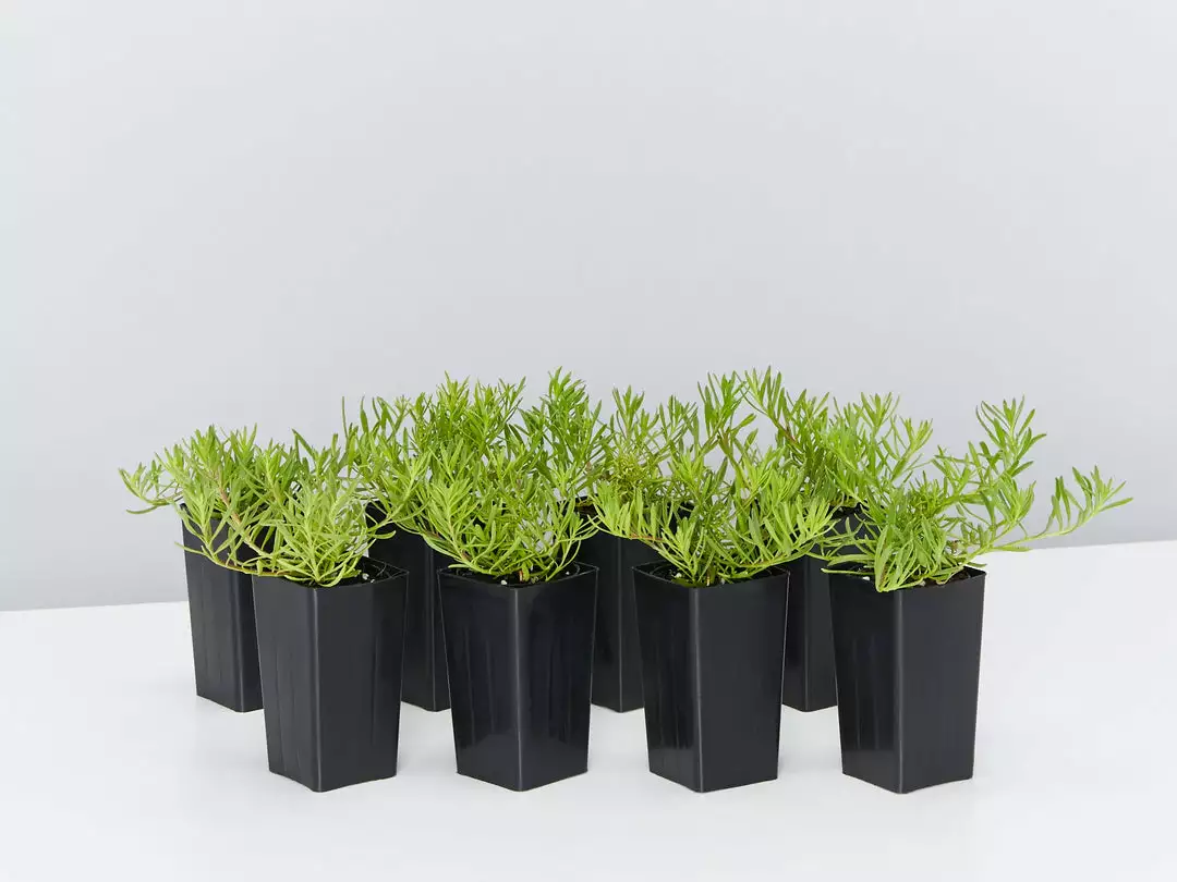 Shrubs Myoporum Parvifolium Broad Leaf Full Sun 3 Shrubs Myoporum Parvifolium Broad Leaf Full Sun