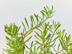 Shrubs Myoporum Parvifolium Broad Leaf Full Sun 8 Shrubs Myoporum Parvifolium Broad Leaf Full Sun