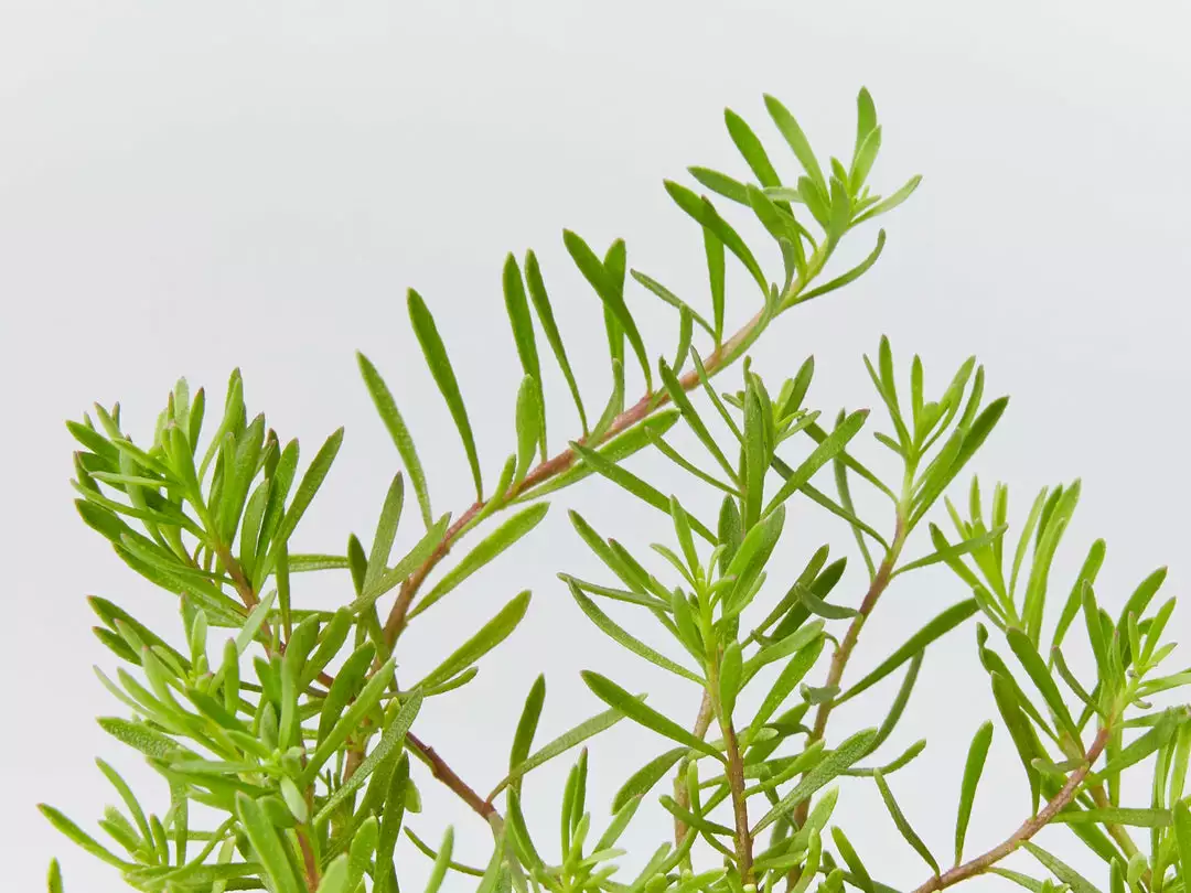 Shrubs Myoporum Parvifolium Broad Leaf Full Sun 4 Shrubs Myoporum Parvifolium Broad Leaf Full Sun