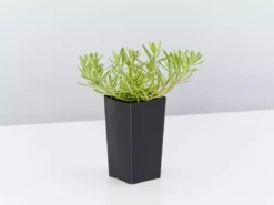 Shrubs Myoporum Parvifolium Broad Leaf Full Sun 9 Shrubs Myoporum Parvifolium Broad Leaf Full Sun