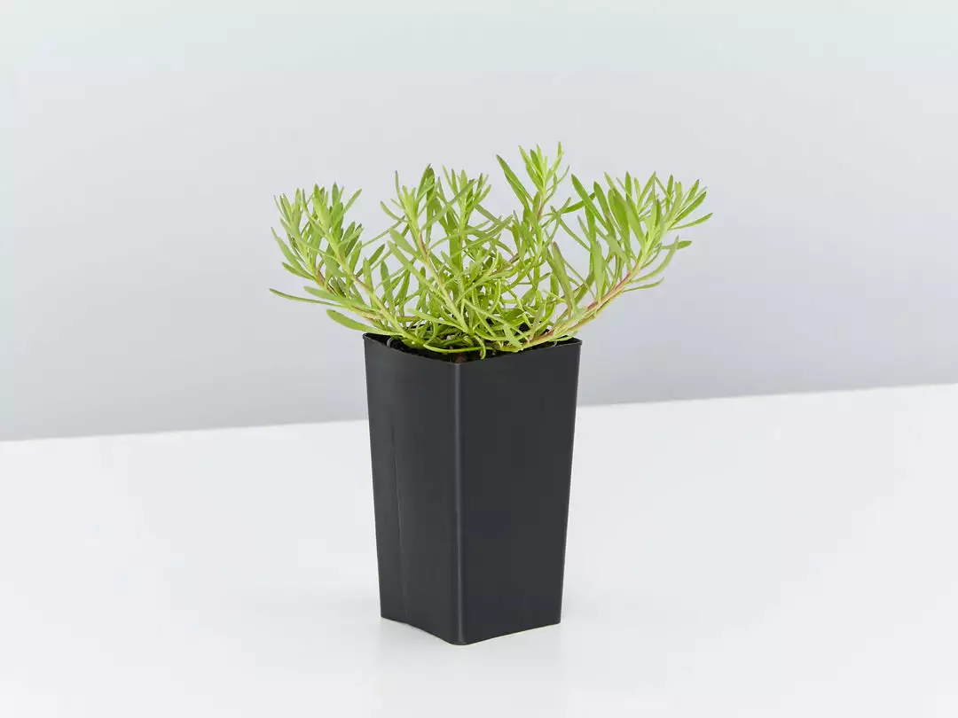 Shrubs Myoporum Parvifolium Broad Leaf Full Sun 5 Shrubs Myoporum Parvifolium Broad Leaf Full Sun