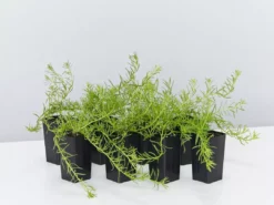 Shrubs Ground Covers Myoporum Parvifolium Fine Leaf