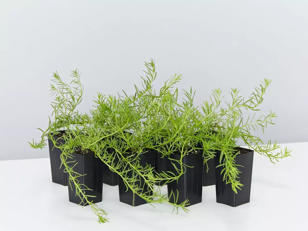 Shrubs Ground Covers Myoporum Parvifolium Fine Leaf 3 Shrubs Ground Covers Myoporum Parvifolium Fine Leaf