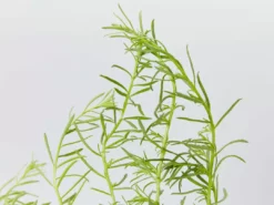 Shrubs Ground Covers Myoporum Parvifolium Fine Leaf 11 Shrubs Ground Covers Myoporum Parvifolium Fine Leaf