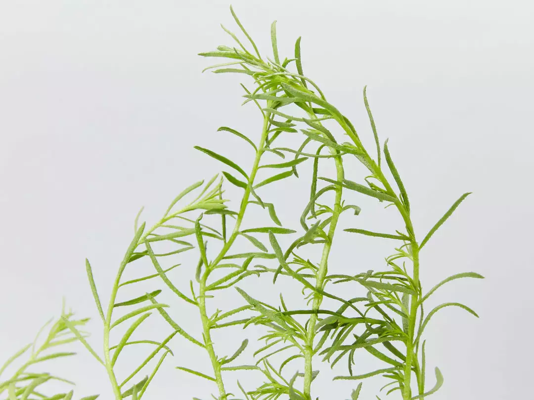 Shrubs Ground Covers Myoporum Parvifolium Fine Leaf 6 Shrubs Ground Covers Myoporum Parvifolium Fine Leaf