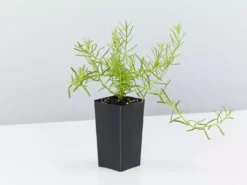 Shrubs Ground Covers Myoporum Parvifolium Fine Leaf 10 Shrubs Ground Covers Myoporum Parvifolium Fine Leaf