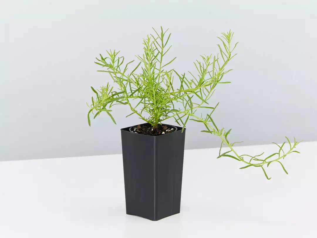 Shrubs Ground Covers Myoporum Parvifolium Fine Leaf 5 Shrubs Ground Covers Myoporum Parvifolium Fine Leaf