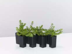 Shrubs Myoporum Parvifolium Pink Full Sun