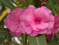 Shrubs Nerium Oleander Double Pink