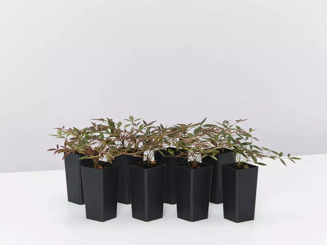 Ozbreed Nandina Domestica Flirt™ ‘MURASAKI’ Pbr Shrubs 3 Ozbreed Nandina Domestica Flirt™ ‘MURASAKI’ Pbr Shrubs
