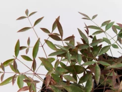 Ozbreed Nandina Domestica Flirt™ ‘MURASAKI’ Pbr Shrubs