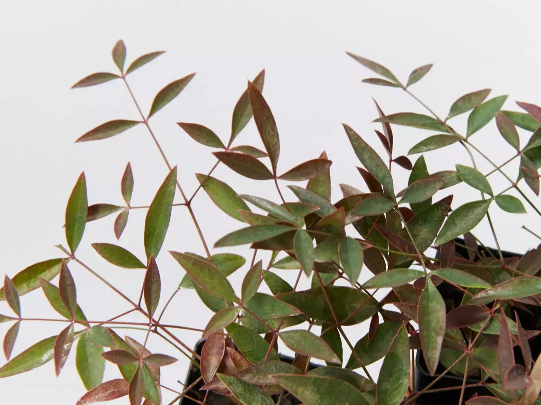 Ozbreed Nandina Domestica Flirt™ ‘MURASAKI’ Pbr Shrubs 4 Ozbreed Nandina Domestica Flirt™ ‘MURASAKI’ Pbr Shrubs