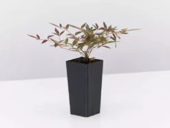 Ozbreed Nandina Domestica Flirt™ ‘MURASAKI’ Pbr Shrubs 11 Ozbreed Nandina Domestica Flirt™ ‘MURASAKI’ Pbr Shrubs