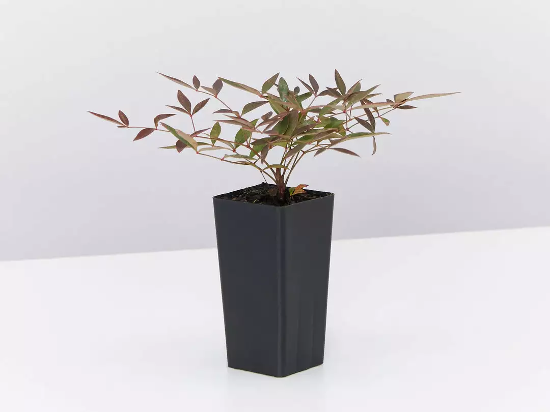 Ozbreed Nandina Domestica Flirt™ ‘MURASAKI’ Pbr Shrubs 6 Ozbreed Nandina Domestica Flirt™ ‘MURASAKI’ Pbr Shrubs