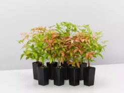 Hedge Nandina Domestica Nana