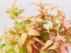 Hedge Nandina Domestica Nana 14 Hedge Nandina Domestica Nana