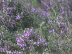 Shrubs Prostanthera Sieberi