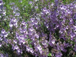 Shrubs The Edible Plants Pack