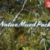 Shrubs Native Mixed Pack