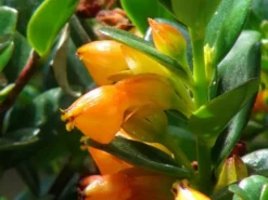 Indoor Garden Nematanthus Fortaleza "Gold Fish Plant"