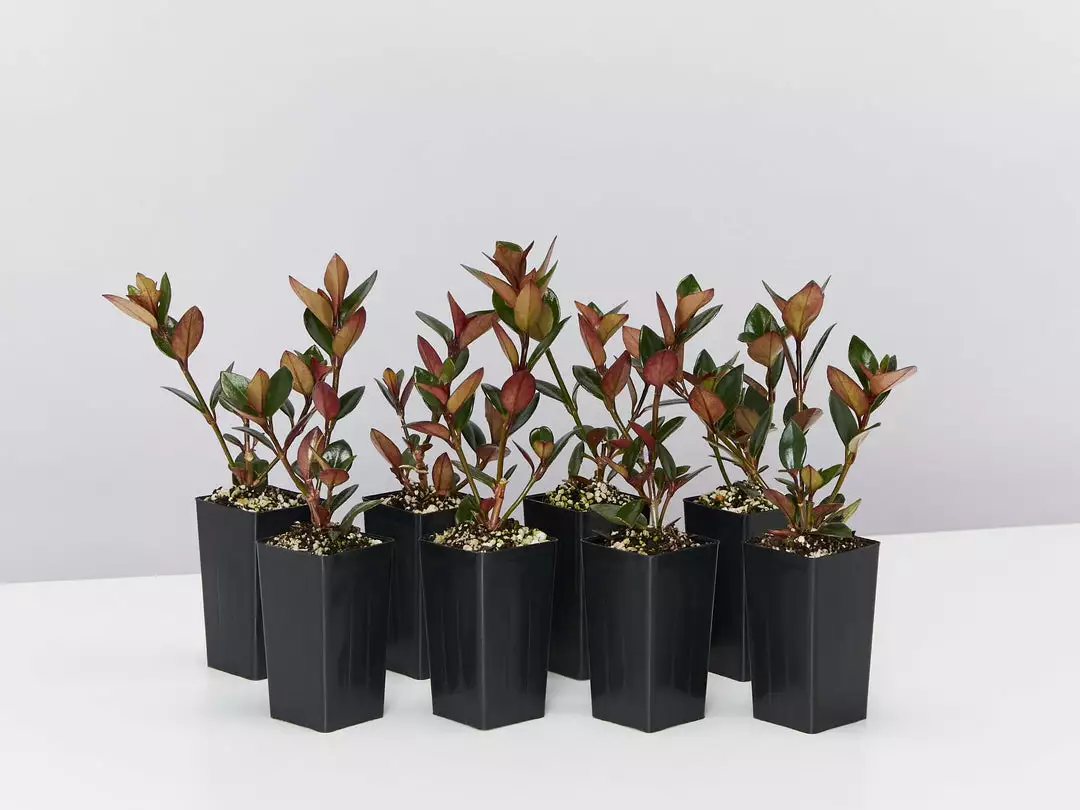 Indoor Garden Nematanthus Fortaleza "Gold Fish Plant" 3 Indoor Garden Nematanthus Fortaleza "Gold Fish Plant"