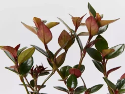 Indoor Garden Nematanthus Fortaleza "Gold Fish Plant" 9 Indoor Garden Nematanthus Fortaleza