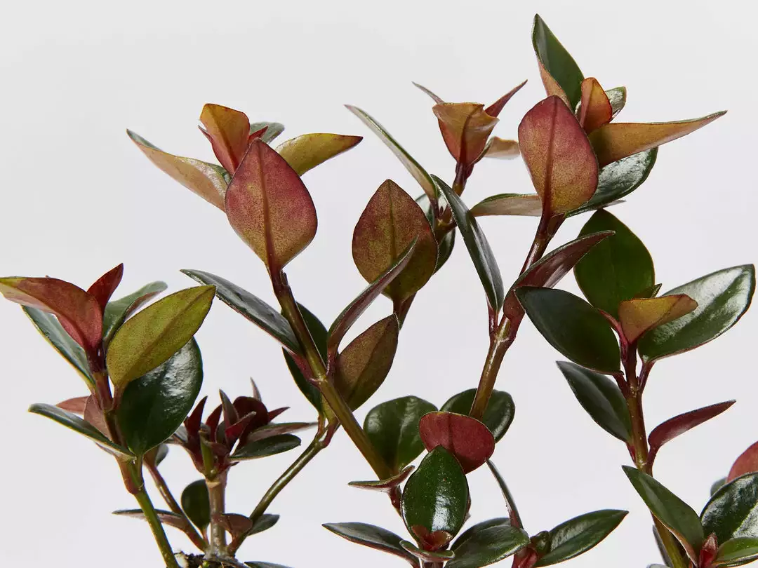 Indoor Garden Nematanthus Fortaleza "Gold Fish Plant" 5 Indoor Garden Nematanthus Fortaleza "Gold Fish Plant"