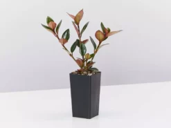 Indoor Garden Nematanthus Fortaleza "Gold Fish Plant" 10 Indoor Garden Nematanthus Fortaleza